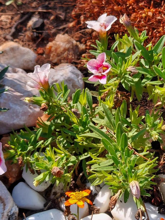 Villa Sommerzauber Apartman 1 Mali Lošinj Exteriör bild